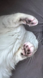 Наповнювач для котячого туалету "AnimALL", тофу, з ароматом персика, 6л фото від покупців 1