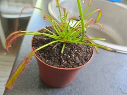 Росянка капская красная Floret фото от покупателей 3