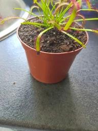 Росянка капская красная Floret фото от покупателей 2