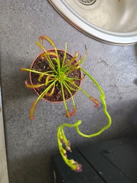Росянка капская красная Floret фото от покупателей 1