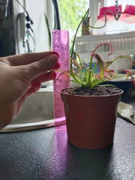 Росянка капская красная Floret