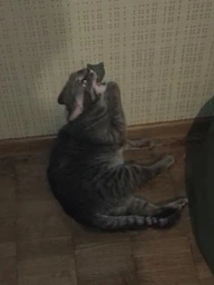 Кошачья мята Мятный шарик Лизалка для котов Игрушка для кота фото от покупателей 2