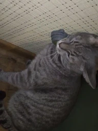 Кошачья мята Мятный шарик Лизалка для котов Игрушка для кота