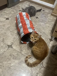 Сухой корм Royal Canin KITTEN STERILISED для стерилизованных котят 4 кг фото от покупателей 4