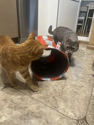 Сухой корм Royal Canin KITTEN STERILISED для стерилизованных котят 4 кг фото от покупателей 3