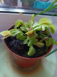 Росток венериной мухоловки. Дионея Floret фото от покупателей 8