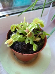 Росток венериной мухоловки. Дионея Floret фото от покупателей 7