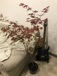 Японский клен Japanese maple, acer palmatum Atropurpureum, высота 1,3-1,5м, объем горшка 10л (RG067)