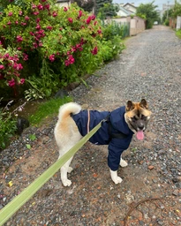 Куртка-дощовик для собак Noble Pet Moss Yellow M-Short (M4108/M-Short) фото от покупателей 5