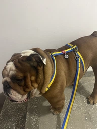 Шлея для собак Collar WAUDOG Nylon анатомическая c QR паспортом, рисунок "Colors of freedom" L (5160-4020Collar)