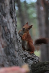 Объектив Canon EF 50mm f/1.8 STM (0570C005)