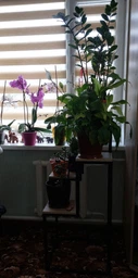 Підставка для квітів металева у стилі Лофт StepLoft Stand-flower-309 фото от покупателей 5