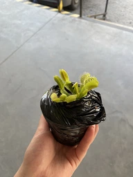 Растение Хищник Венерина мухоловка Дентата AlienPlants Dionaea muscipula Dentate размер S (SUN0017CP) фото от покупателей 3