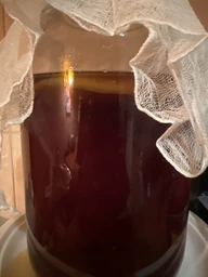 Продукт Чайний гриб KomBUCHA BOX 1 шт на 3л банку фото від покупців 16