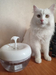 Питьевой фонтан для кошек и собак Pawoof X1 1.5L с фильтром (Зеленый) фото от покупателей 19