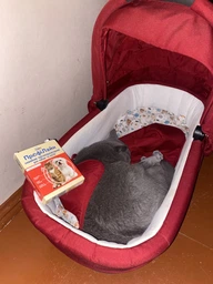 Нашийник PROVET PROFILINE для котів та собак 35 см, зелений (інсектоакарицид) фото від покупців 3