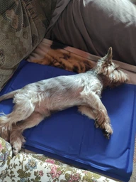 Коврик для собак и кошек Trixie охлаждающий 65х50 см Голубой (4011905286846)