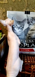 Сухой корм Purina Pro Plan Kitten Healthy Start для котят с курицей 1.5 кг фото от покупателей 16