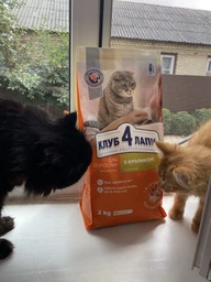 Сухий корм для котів Club 4 Paws Преміум з кроликом 300 г (4820269140202)