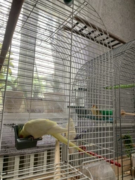 Корм для средних попугаев Versele-Laga Prestige Cockatiels зерновая смесь 1 кг (5410340218808) фото от покупателей 9