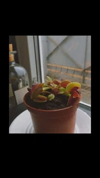 Росток венериной мухоловки. Дионея Floret фото от покупателей 5