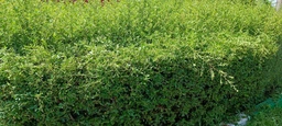 Кусторез электрический Bosch EasyHedgeCut 55 (0600847C02) фото от покупателей 4