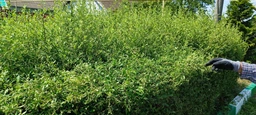 Кусторез электрический Bosch EasyHedgeCut 55 (0600847C02)