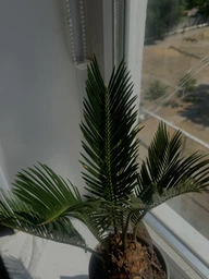 Цикас Революта (Саго́вник поника́ющий) Cycas Revoluta, Ø12 см. H 40-50 см. фото от покупателей 2