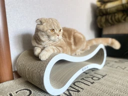 Когтеточка для кошек из картона с деревянным фасадом Cat Joy Avangard Beige Wood 59х18х25 см фото от покупателей 1
