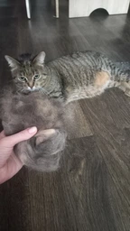 Фурмінатор з кнопкою для маленьких короткошерстих собак та котів FURminator short Hair Small Dog 4.5 см фото від покупців 10