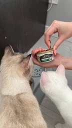 Консервированный корм Purina Pro Plan Veterinary Diets Sterilised Кусочки в паштете с тунцом и лососем для стерилизованных кошек 85 г (8445290173287) фото от покупателей 12