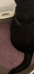 AnimAll Tofu наповнювач соєвий 6 л - лаванда фото від покупців 4