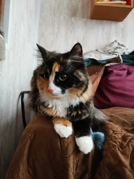 Сухий корм Purina Pro Plan Sterilised Adult 1+ Renal Plus для стерилізованих котів з індичкою 1.5 кг