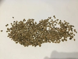 Семена томата Санька 500 шт. (Насіння країни)