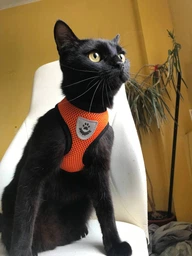 Шлейка для собак з повідцем Pet Style "Сітка" Рожева S фото від покупців 13