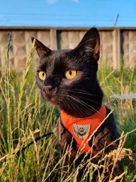 Шлейка для собак з повідцем Pet Style "Сітка" Рожева S фото від покупців 12