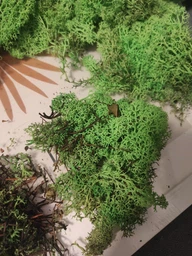Стабилизированный мох ягель Nordic moss Зеленый травяной светлый 0,5 кг фото от покупателей 3
