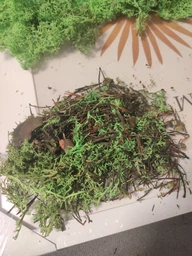 Стабилизированный мох ягель Nordic moss Зеленый травяной светлый 0,5 кг фото от покупателей 1