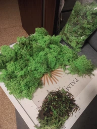 Стабилизированный мох ягель Nordic moss Зеленый травяной светлый 0,5 кг