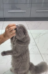 Подушечки Beaphar Catnip Bits с кошачьей мятой для кошек и котят 35 г (12623) (8711231126231) фото от покупателей 1