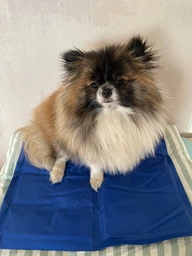 Коврик для собак и кошек Trixie охлаждающий 65х50 см Голубой (4011905286846)