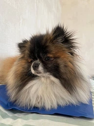 Коврик для собак и кошек Trixie охлаждающий 65х50 см Голубой (4011905286846) фото от покупателей 1