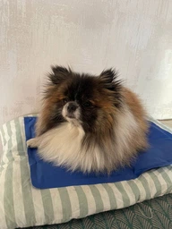 Коврик для собак и кошек Trixie охлаждающий 65х50 см Голубой (4011905286846) фото от покупателей 2