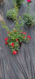 Троянда Scarlet Meillandecor фото від покупців 1
