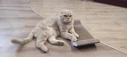 Еко кігтеточка (дряпка) лежанка для котів з м'ятою Meow Meow 20х8х43 см (DR00001) фото від покупців 7