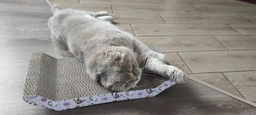Еко кігтеточка (дряпка) лежанка для котів з м'ятою Meow Meow 20х8х43 см (DR00001) фото від покупців 6