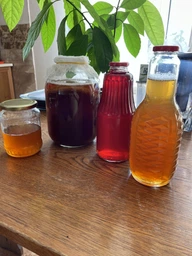 Продукт Чайний гриб KomBUCHA BOX 1 шт на 3л банку фото від покупців 13