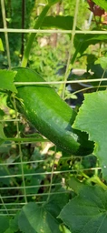 Семена огурец Китайское чудо (0,5 г) среднеранний, For Hobby, TM GL Seeds фото от покупателей 1