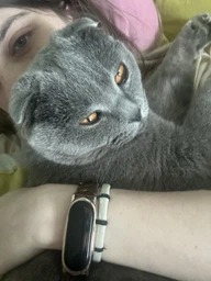 Сухой корм для кошек Royal Canin British Shorthair 400 г (Британская короткошерстная) фото от покупателей 14