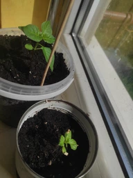 Набір для вирощування гострого перцю Pepper-X Carolina Reaper Red (Каролінський Жнець) фото от покупателей 5